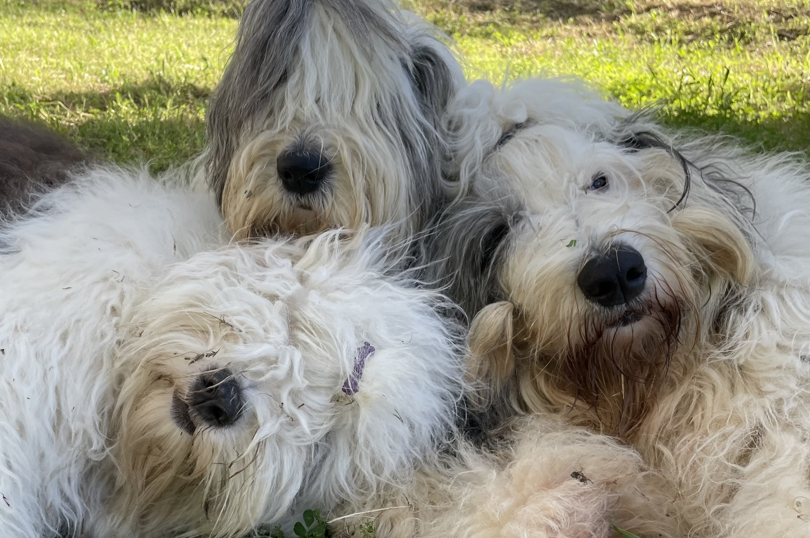 Mijn honden