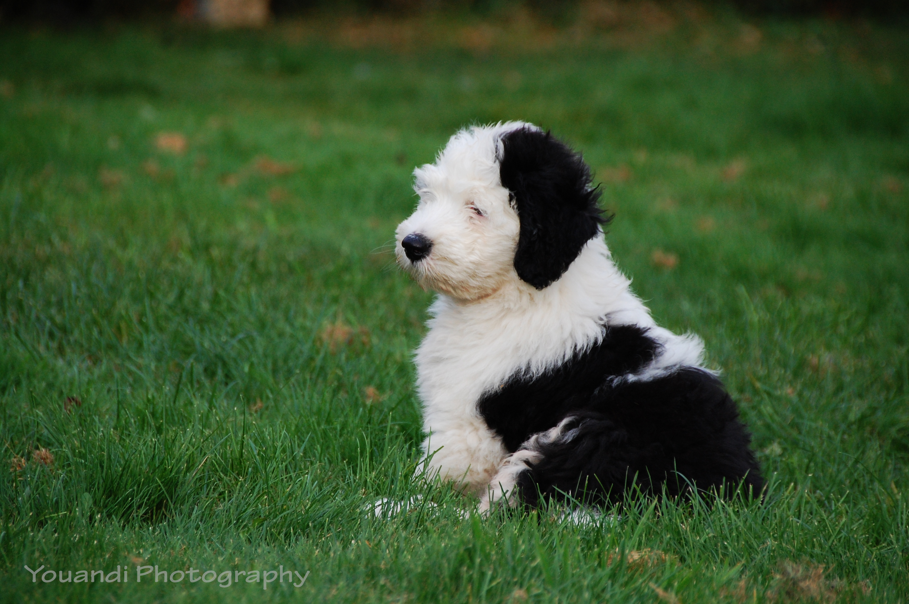 Youandi pups